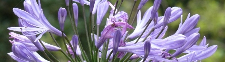 Agapanthus afrikanus