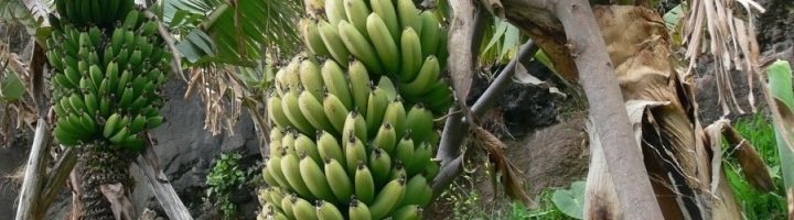 Bananenplantagen auf Madeira